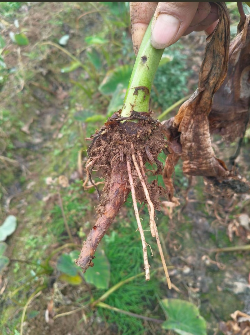 正宗广西荔浦芋头种子大基地种子靠谱有保证