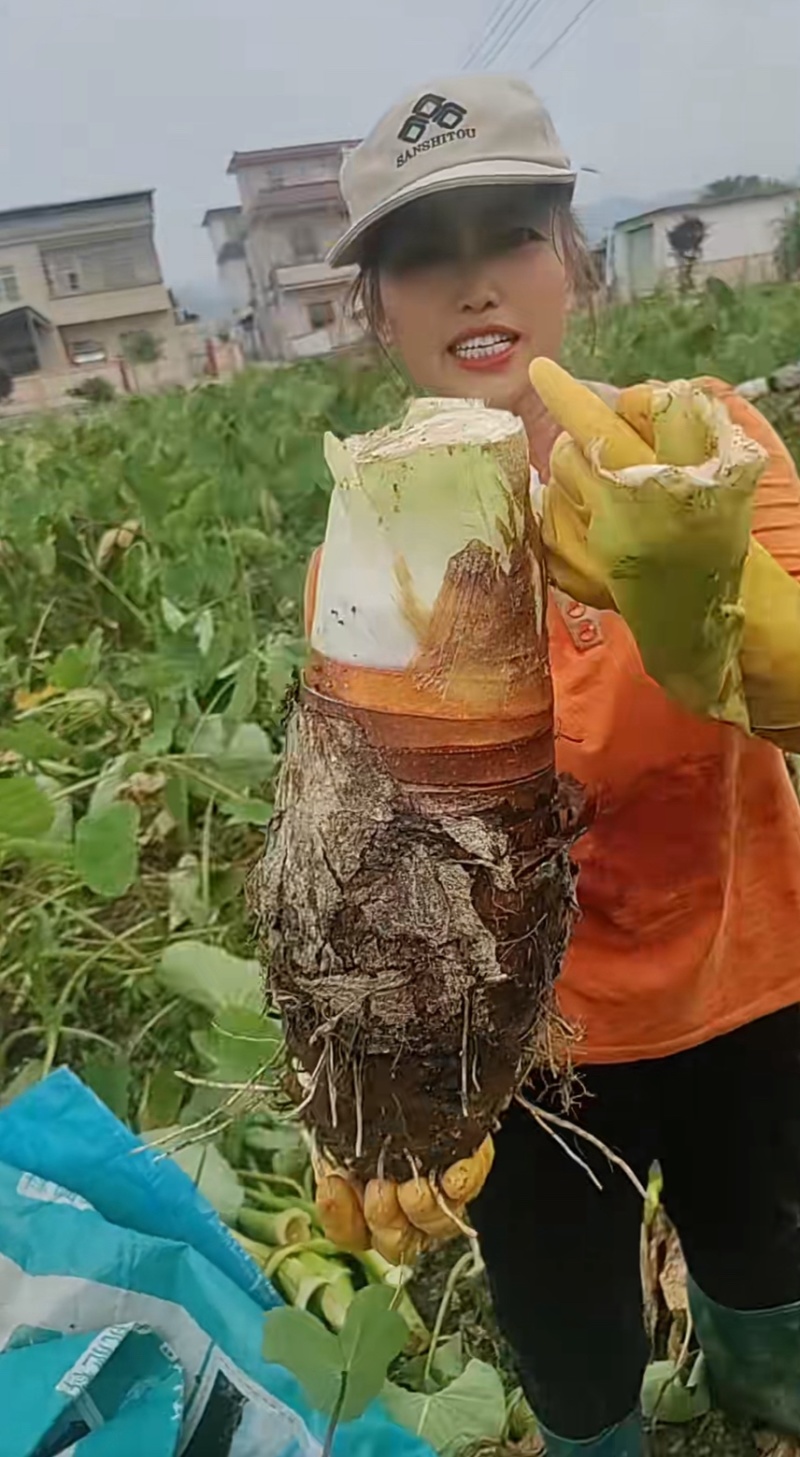 正宗广西荔浦芋头种子大基地种子靠谱有保证