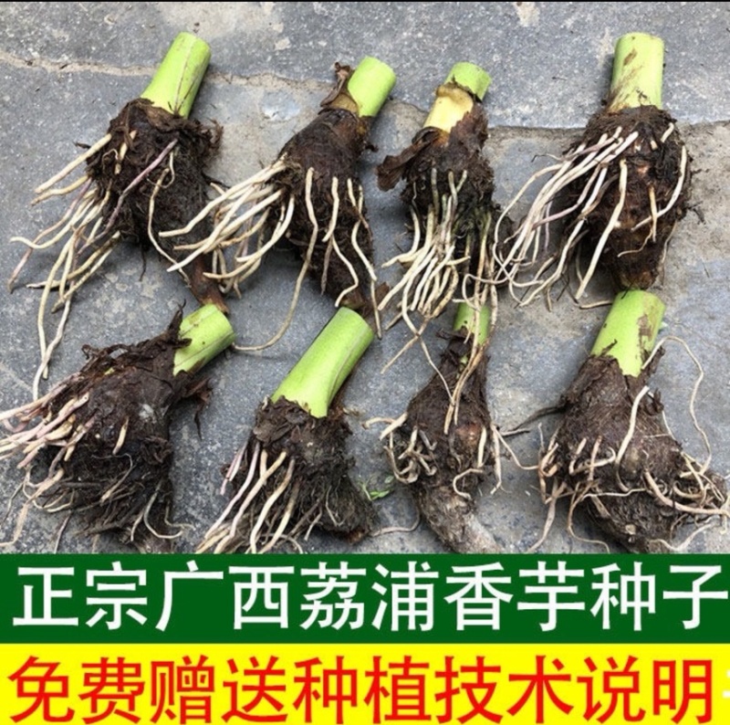 正宗广西荔浦芋头种子大基地种子靠谱有保证
