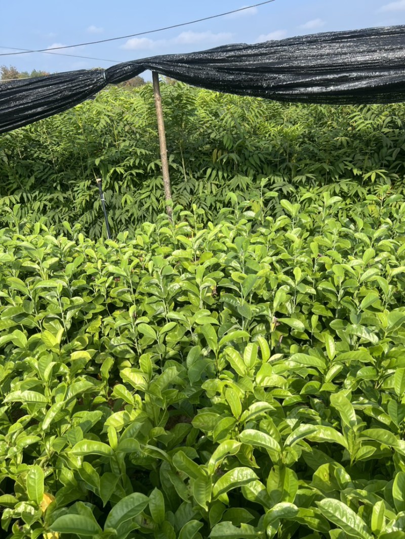 含笑杯苗：奉新县邹家苗圃基地欢迎朋友来电洽谈