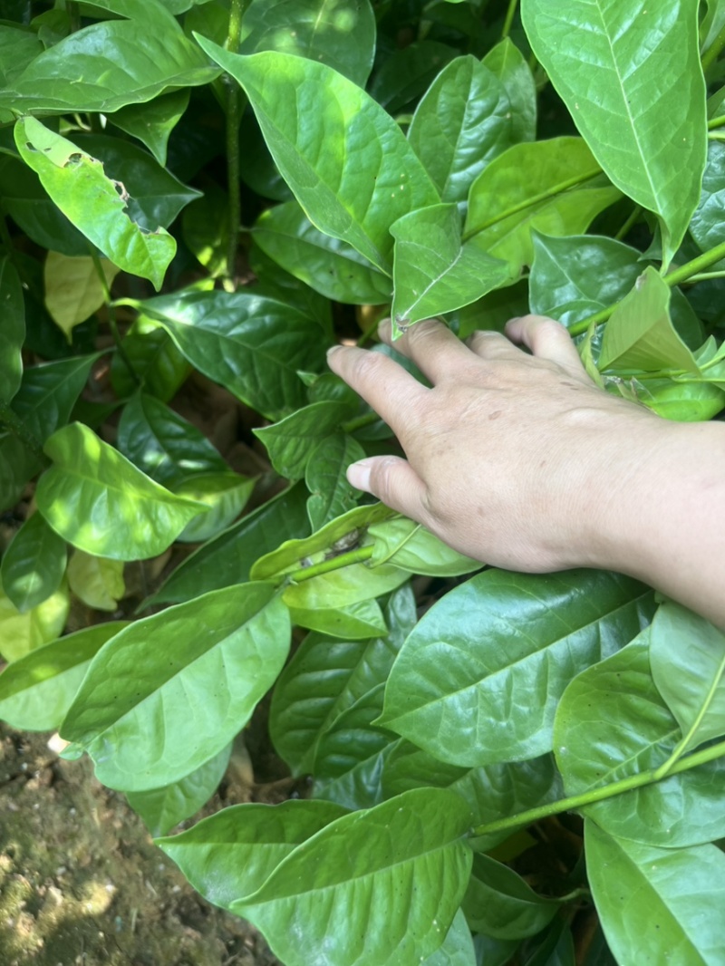 含笑杯苗：奉新县邹家苗圃基地欢迎朋友来电洽谈