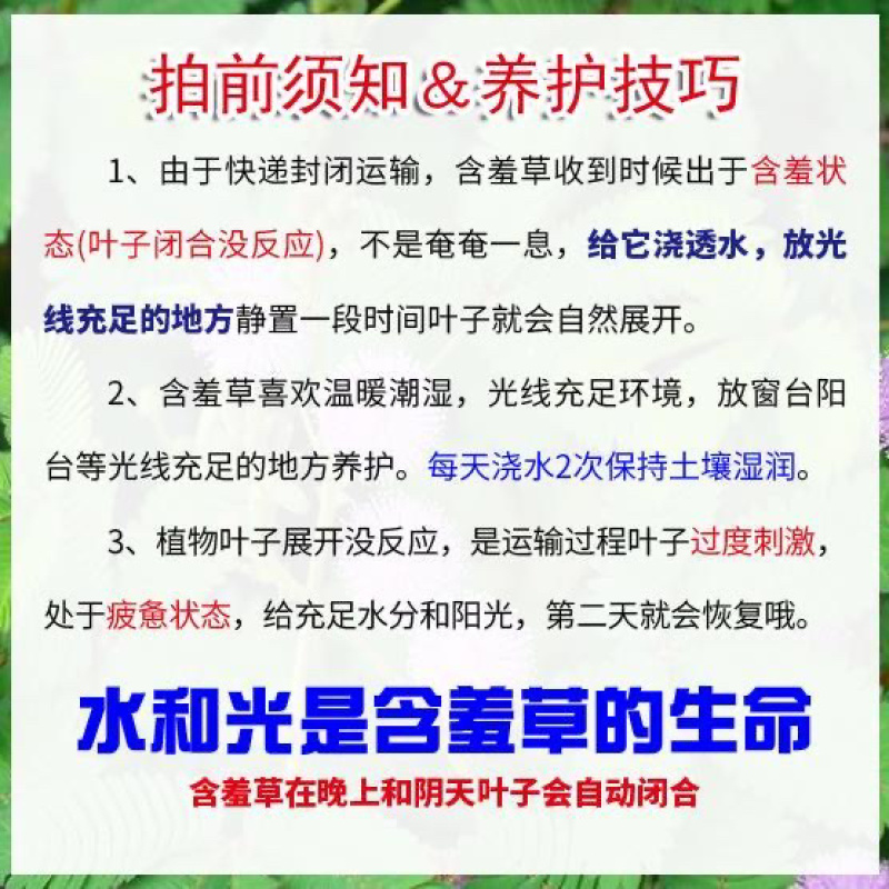 含羞草