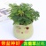 含羞草