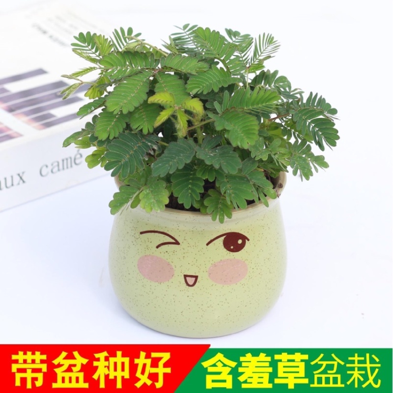 含羞草