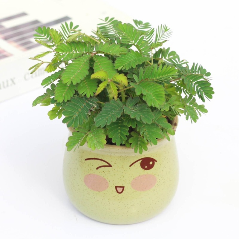 含羞草