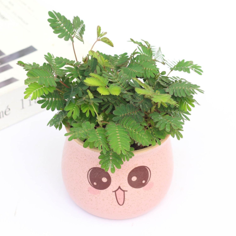 含羞草
