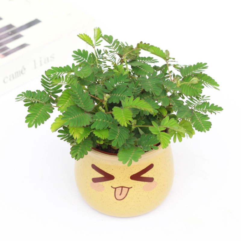 含羞草