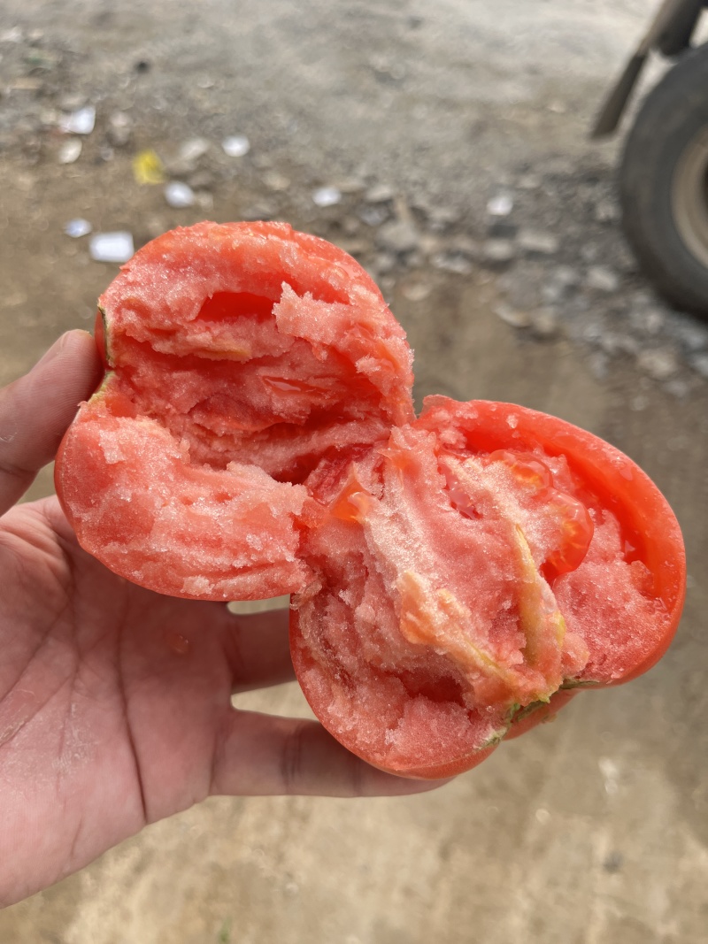 口感西红柿，口感沙瓤番茄吉诺比利普罗旺斯对接团购