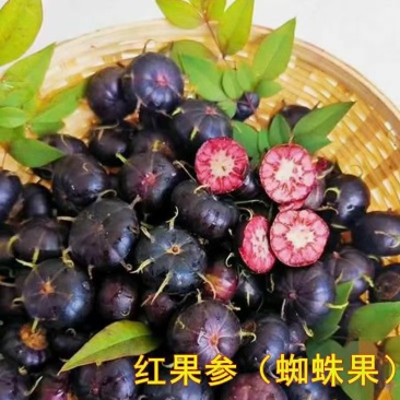红果参