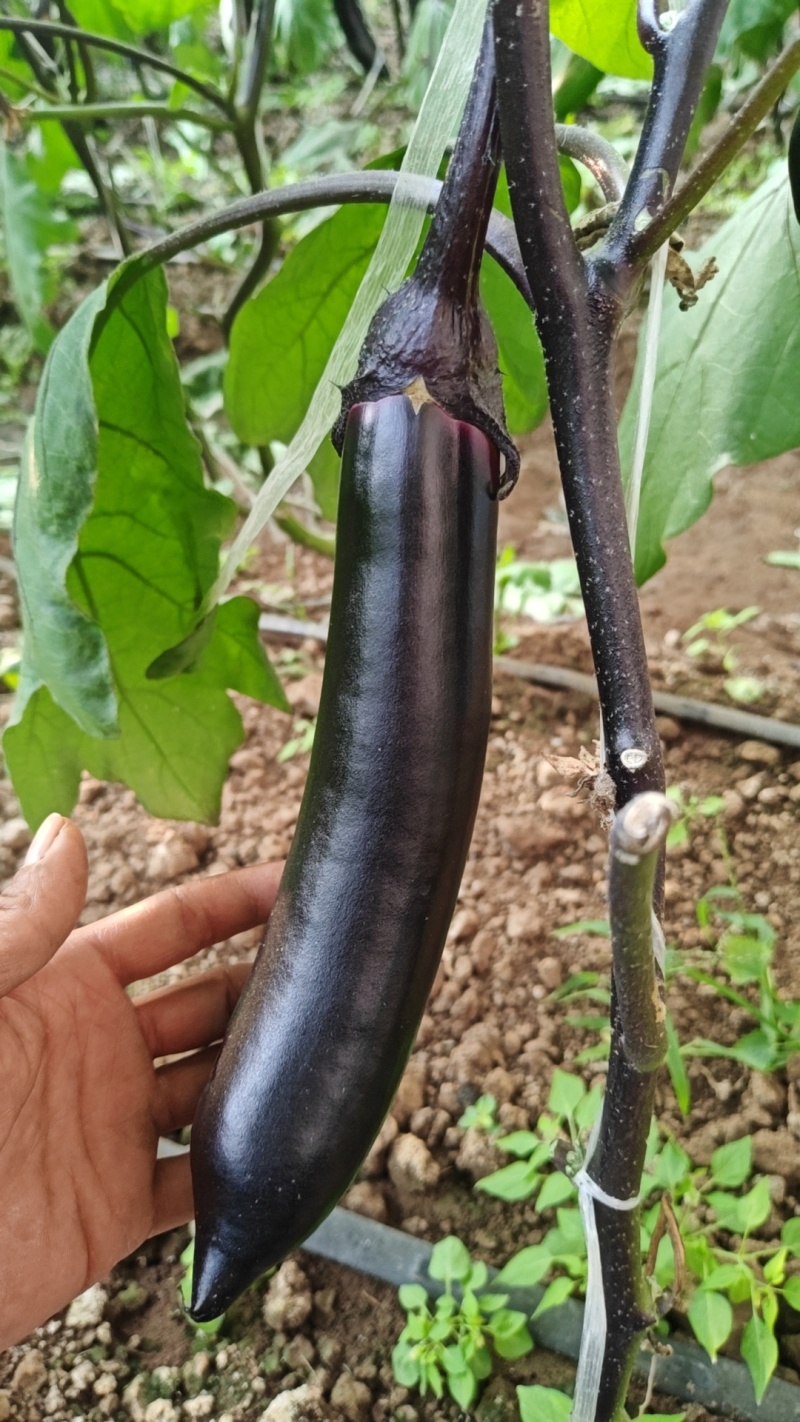 大型基地精品紫把长茄大量有货，现摘供应全国