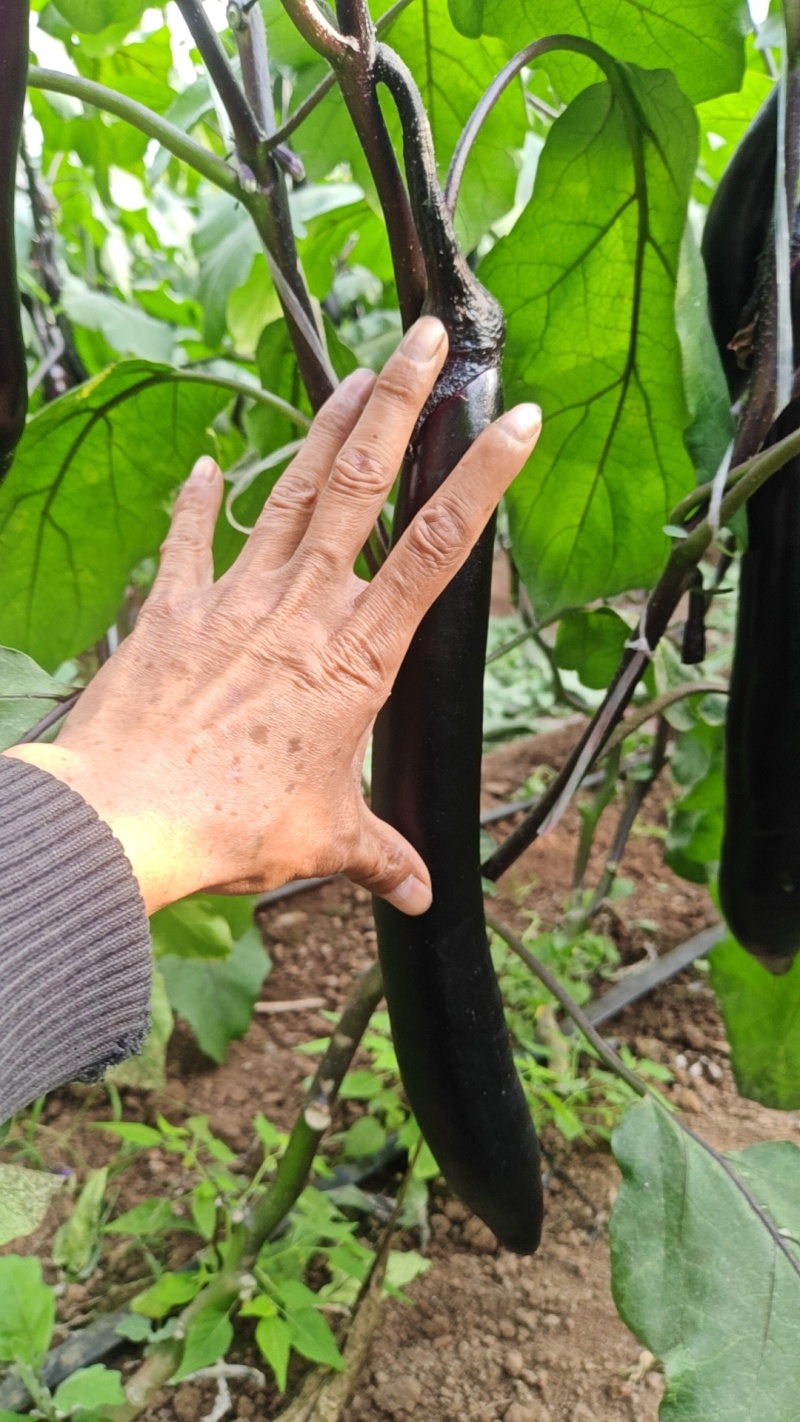 大型基地精品紫把长茄大量有货，现摘供应全国