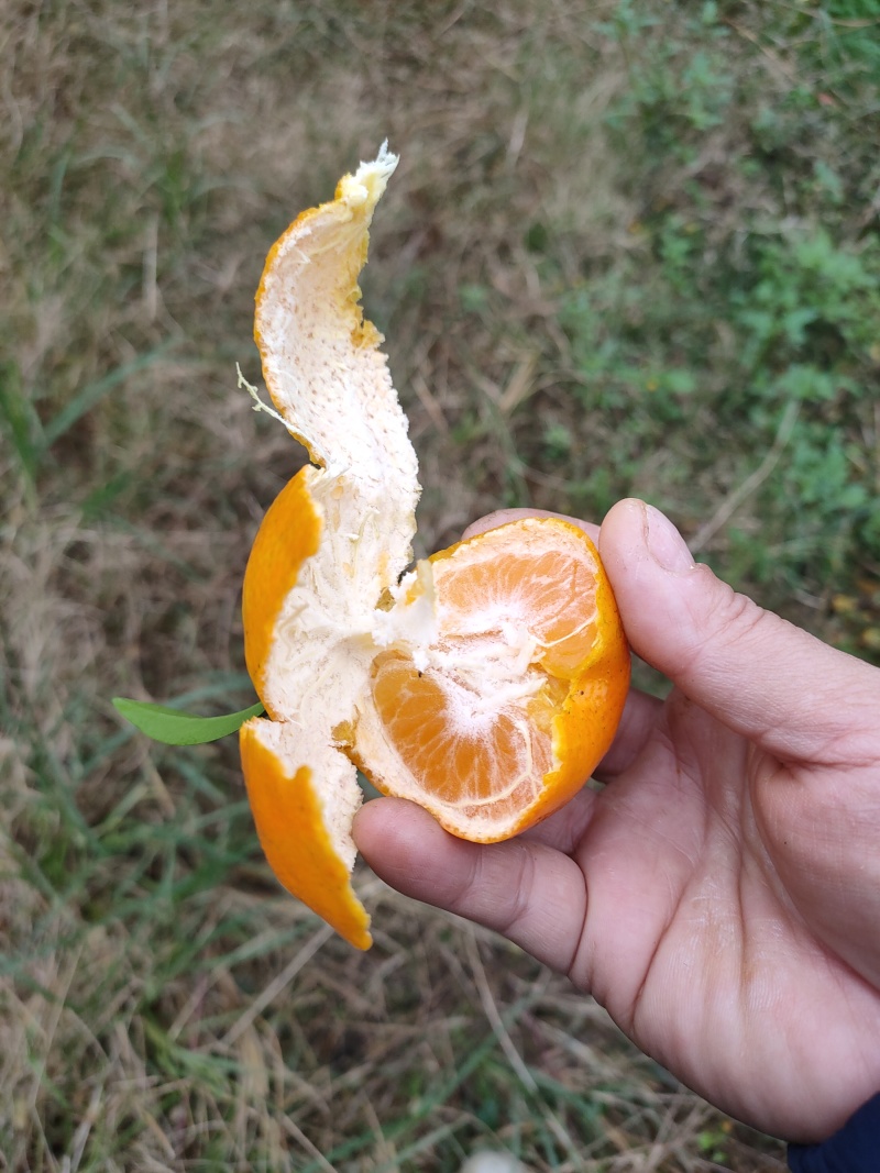 金秋砂糖橘