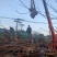 出售乡土树种苦楝树5一30公分绿化苗木绿化工程