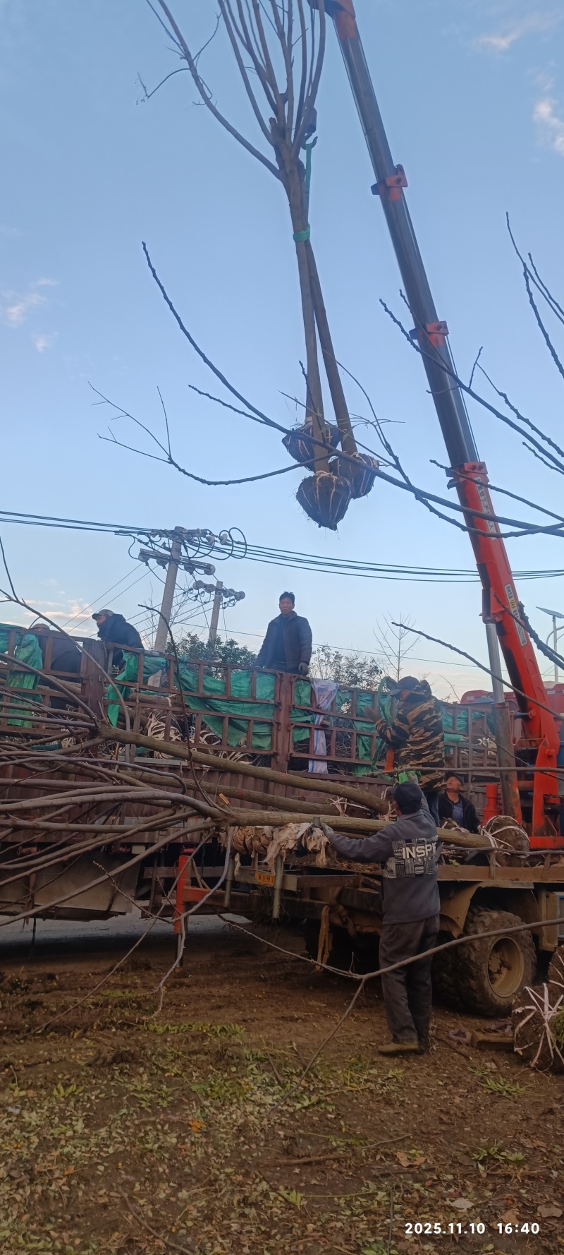 出售乡土树种苦楝树5一30公分绿化苗木绿化工程