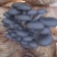 平菇