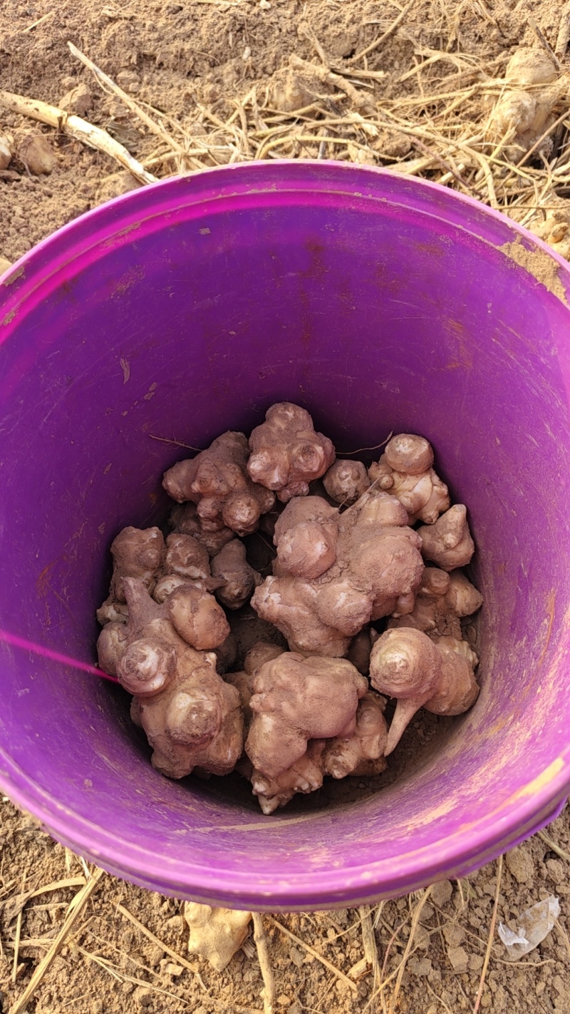 新鲜菊芋，需要的抓紧联系