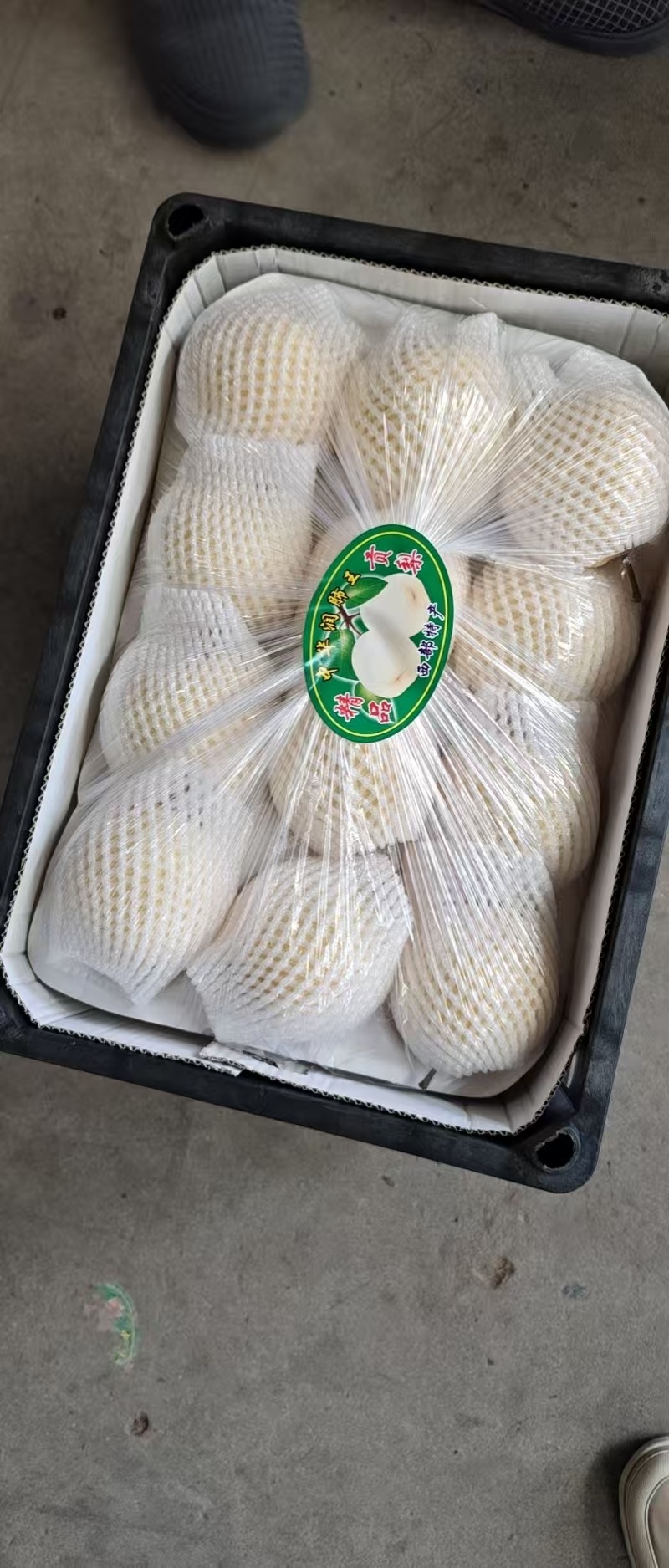 各种梨都有