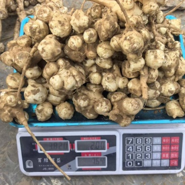 新鲜菊芋，需要的抓紧联系