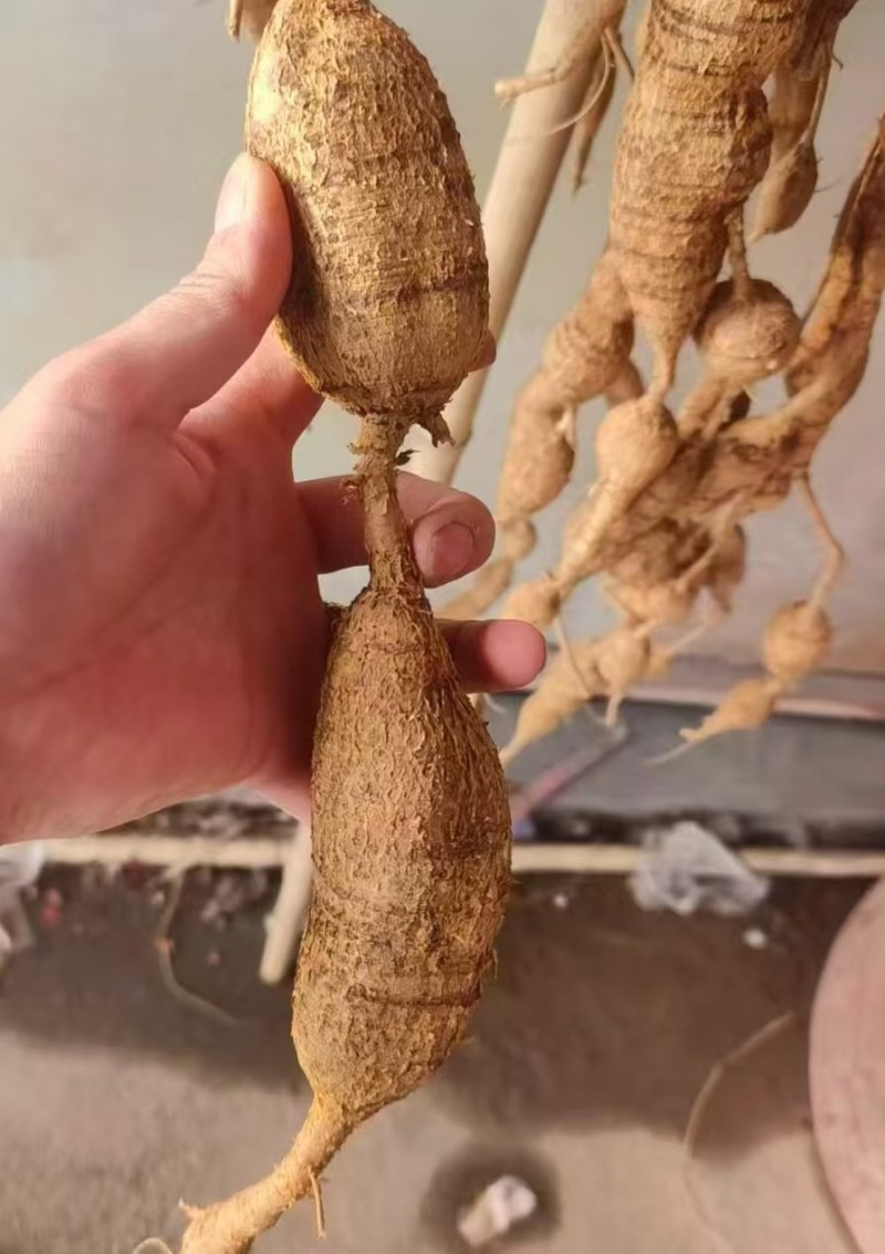 【优选】野生牛大力黄牛大力新鲜货量大价优欢迎咨询