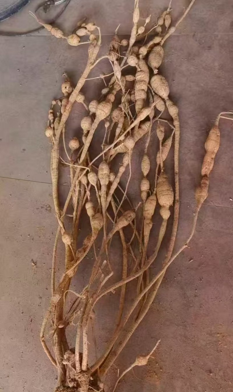 【优选】野生牛大力黄牛大力新鲜货量大价优欢迎咨询