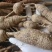 【优选】野生牛大力黄牛大力新鲜货量大价优欢迎咨询