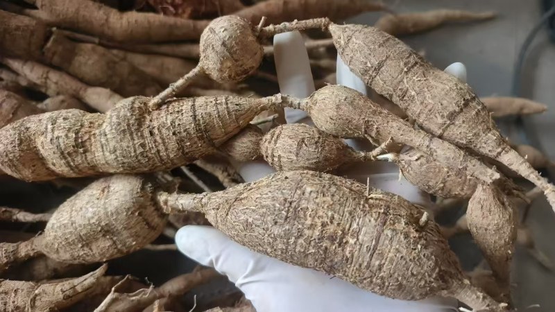 【优选】野生牛大力黄牛大力新鲜货量大价优欢迎咨询