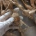 【优选】野生牛大力黄牛大力新鲜货量大价优欢迎咨询
