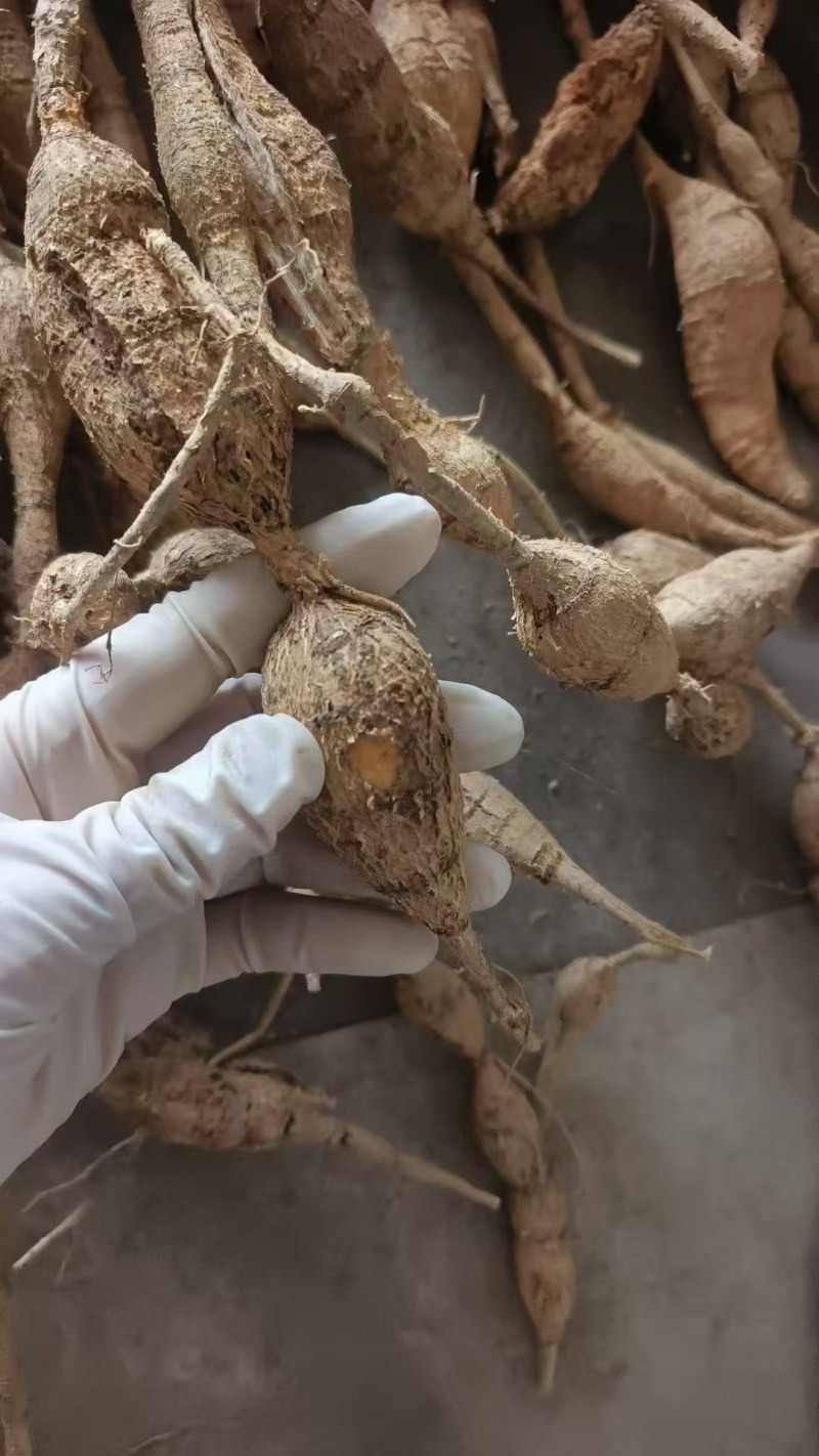 【优选】野生牛大力黄牛大力新鲜货量大价优欢迎咨询