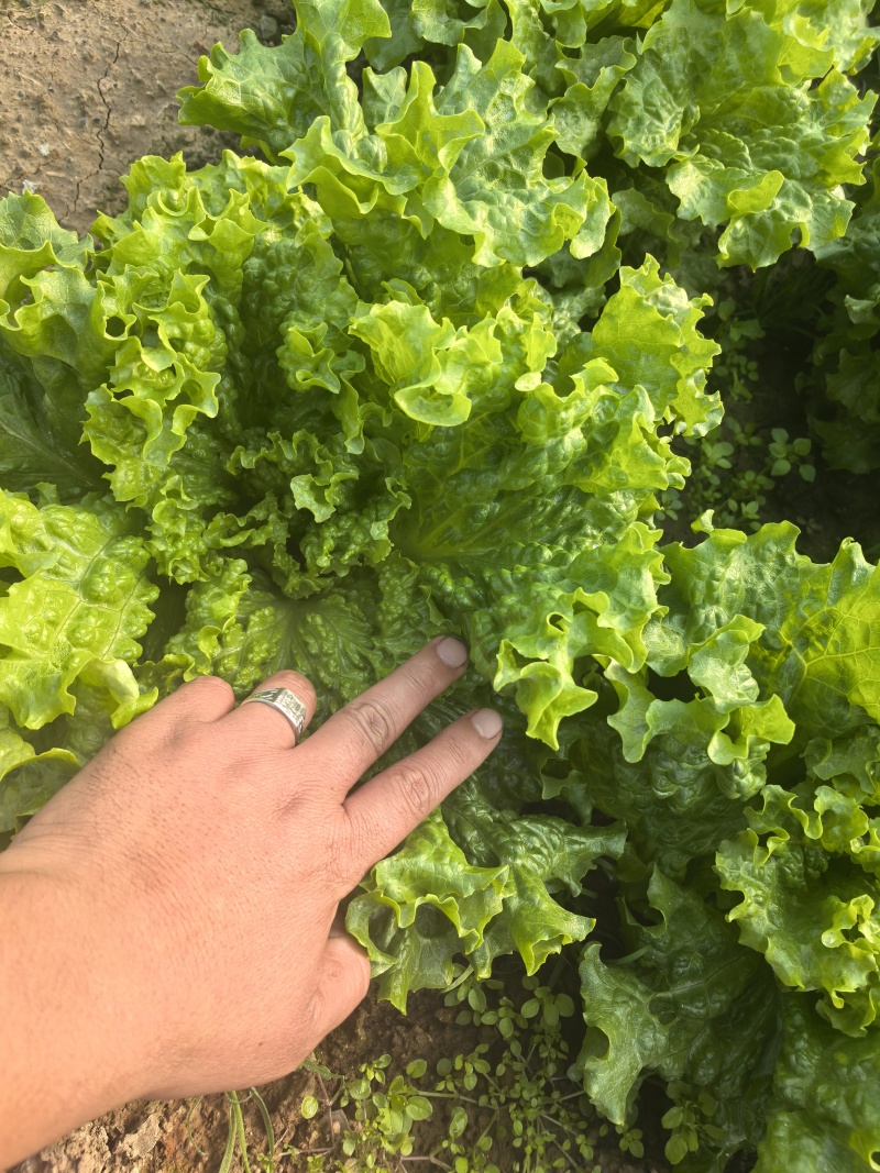 河北意大利生菜产地直发一手货源保质保量欢迎随时电话联系