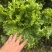 河北意大利生菜产地直发一手货源保质保量欢迎随时电话联系