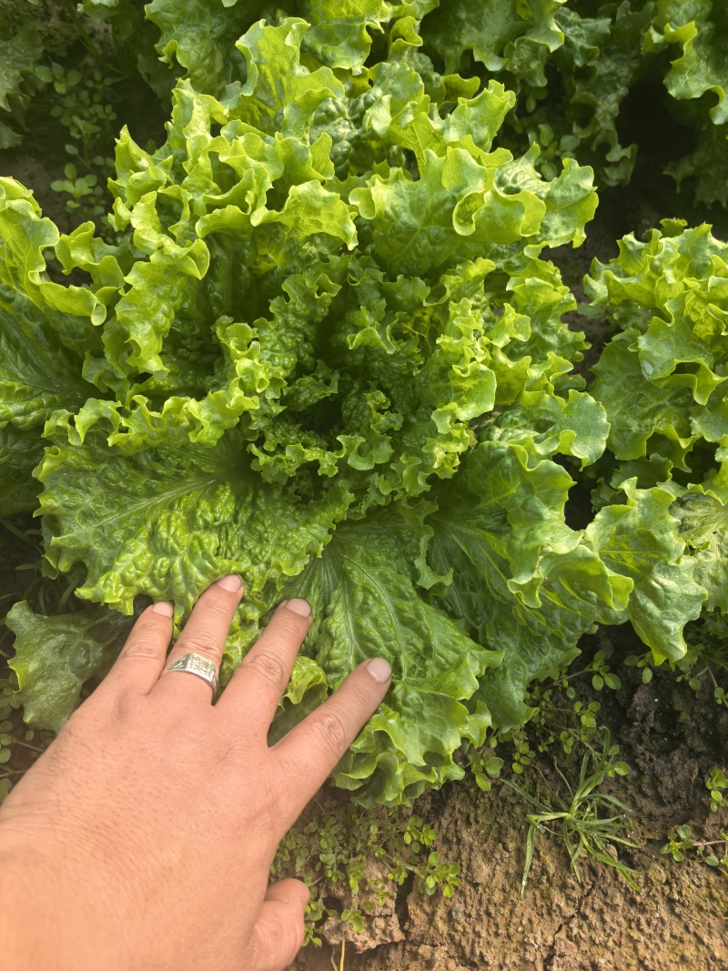 河北意大利生菜产地直发一手货源保质保量欢迎随时电话联系