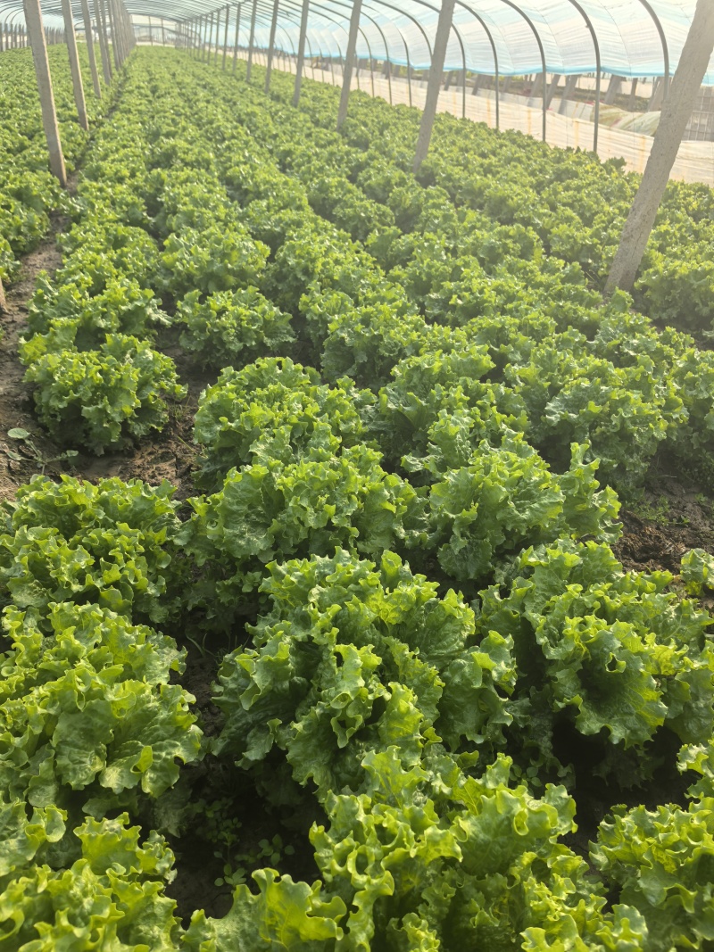 河北意大利生菜产地直发一手货源保质保量欢迎随时电话联系