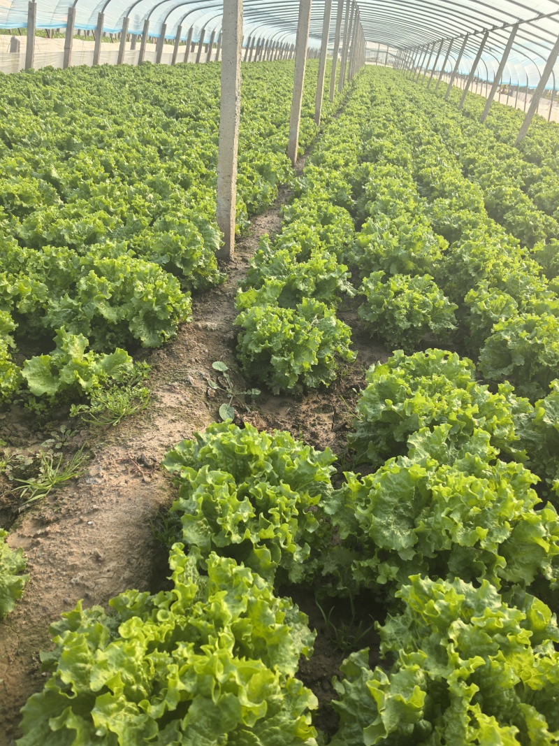 河北意大利生菜产地直发一手货源保质保量欢迎随时电话联系