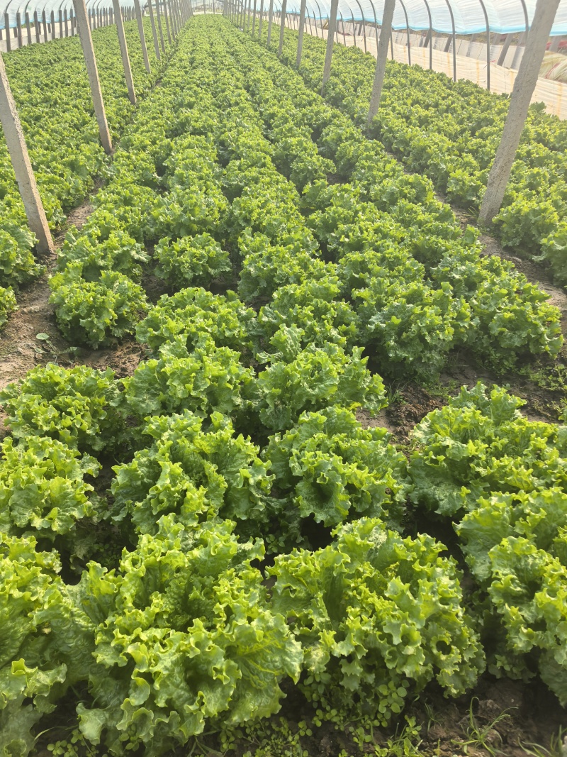 河北意大利生菜产地直发一手货源保质保量欢迎随时电话联系