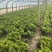 河北意大利生菜产地直发一手货源保质保量欢迎随时电话联系