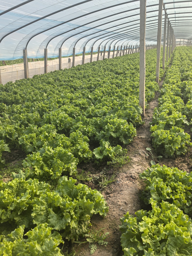 河北意大利生菜产地直发一手货源保质保量欢迎随时电话联系