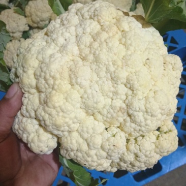 徐州沛县菜花大量上市需要的联系