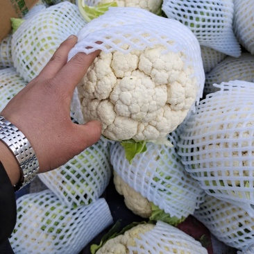 河北精品松花花菜产地直发一手货源保质保量全国发货