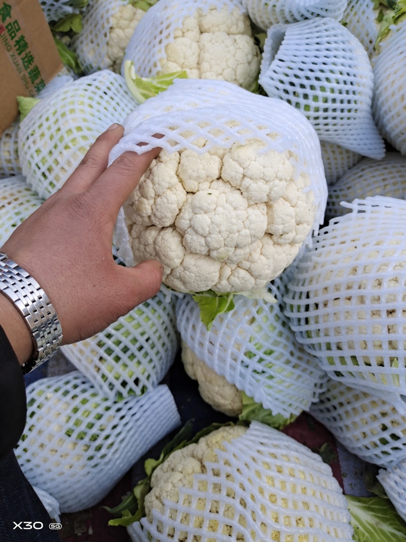 河北精品松花花菜产地直发一手货源保质保量全国发货