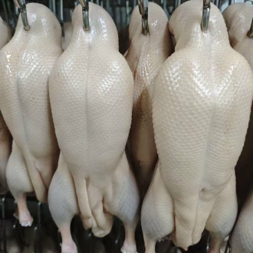 调理鸭丕，自然解冻就可以烤，不需要腌制