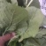 芥菜疙瘩叶子，大量上市了中，有有需要老板联系我哦