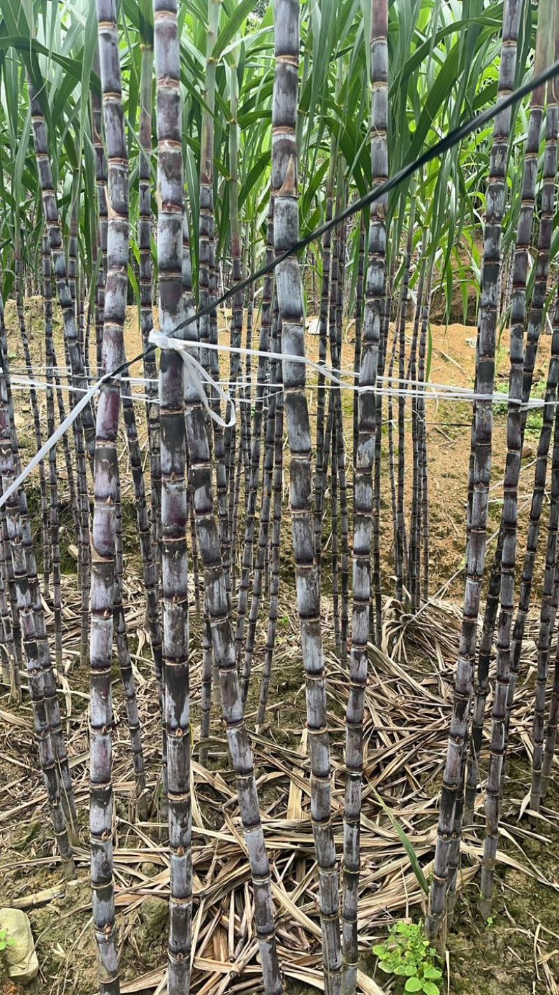 贵州紫皮甘蔗：承接一件代发、整车代发、美团、多多买菜等。