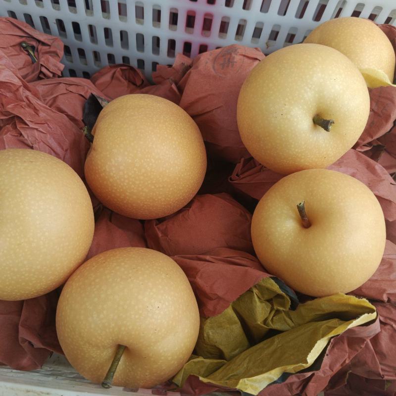 正宗秋月梨