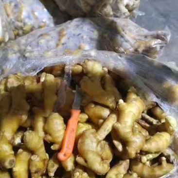 山东精品姜巴大量现货