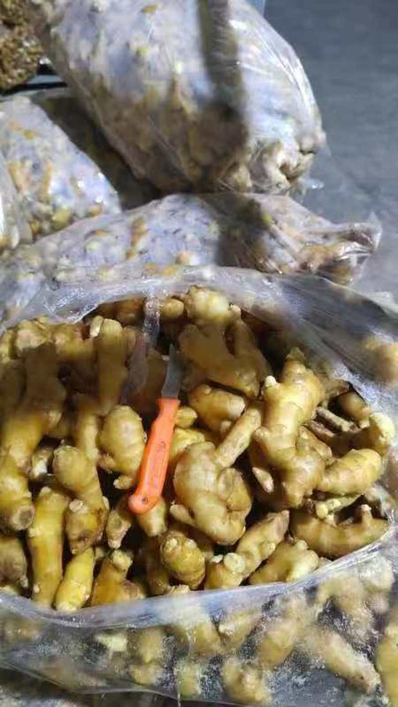 山东精品姜巴大量现货