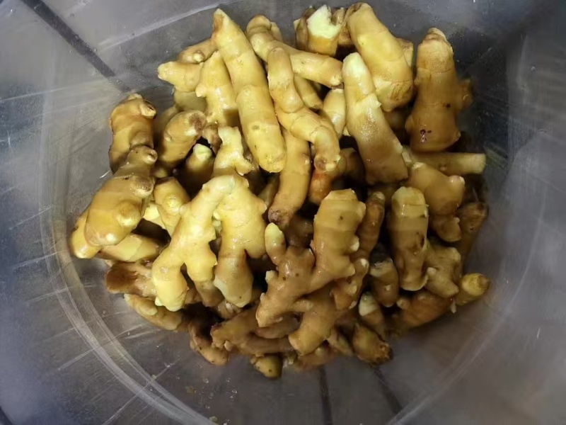 山东精品姜巴大量现货