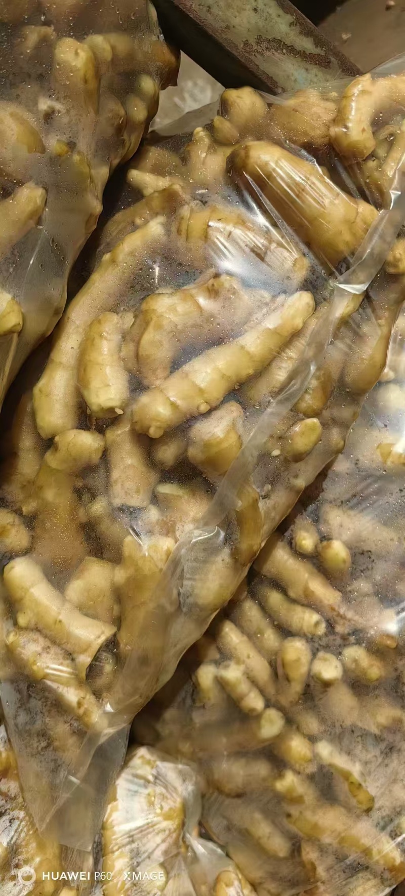 山东精品姜巴大量现货