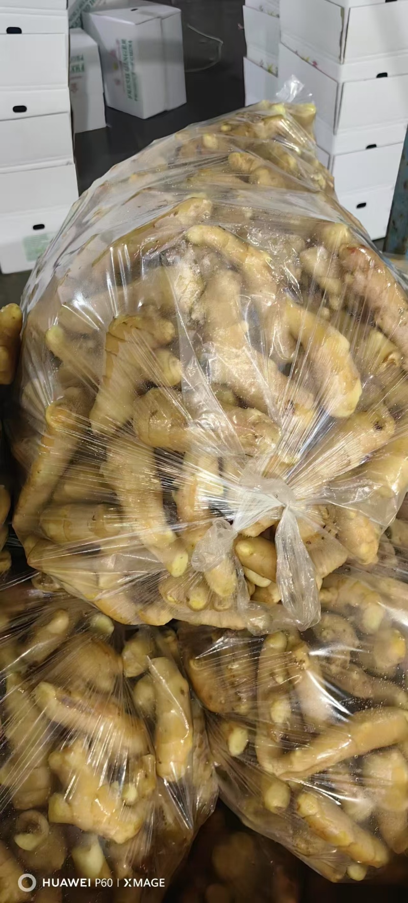 山东精品姜巴大量现货