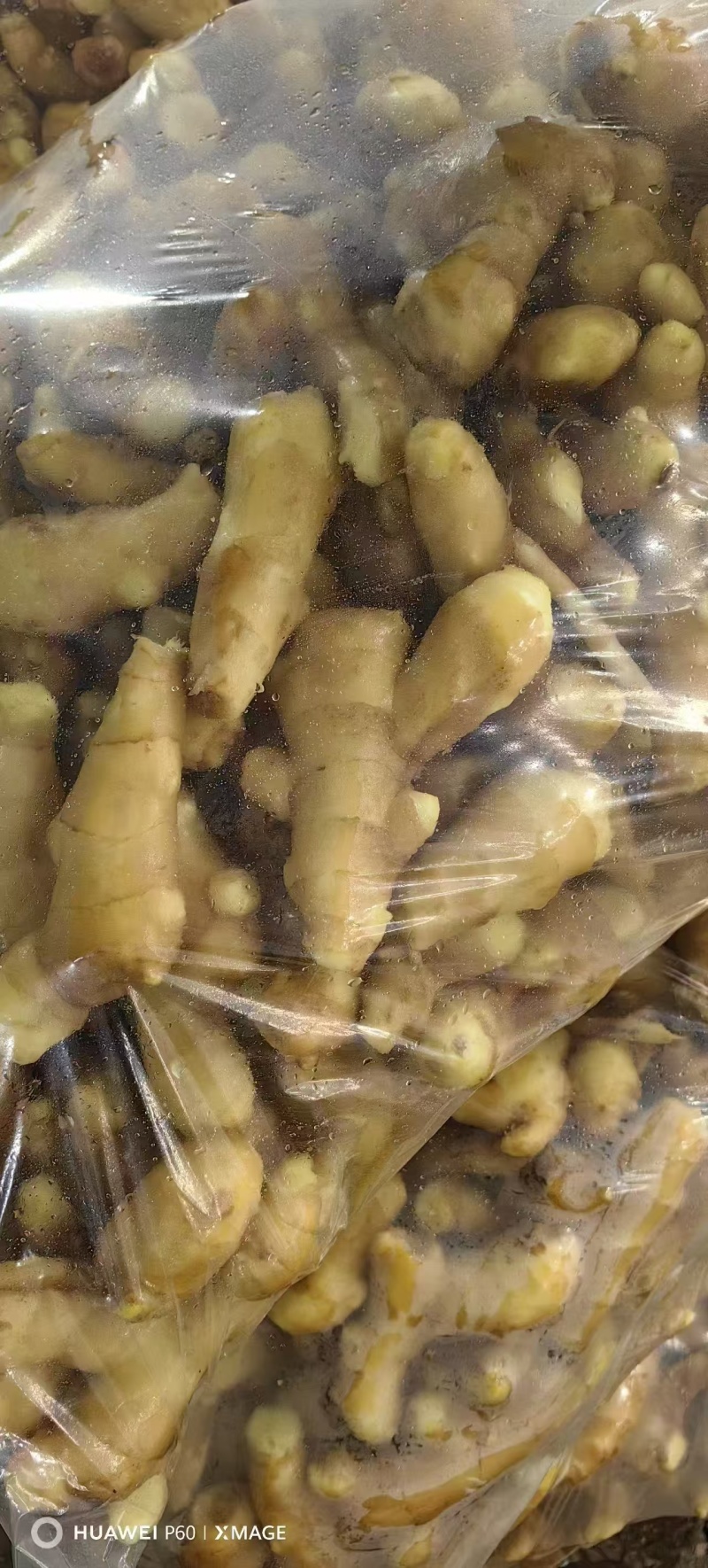 山东精品姜巴大量现货