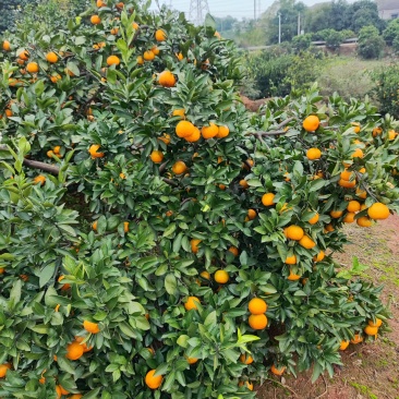 沅江蜜桔